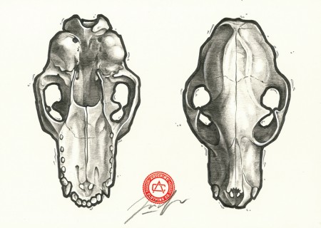 Skull Anatomy